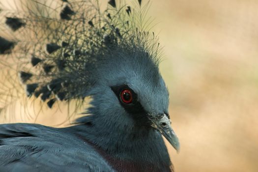 Victoria crowned pigeon, Victoria goura in the zoo cage.