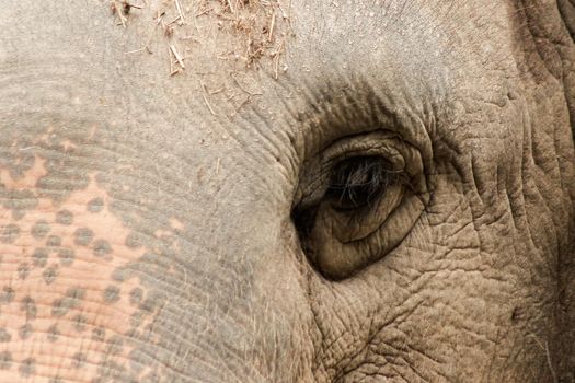 Elephants are animals with small eyes.