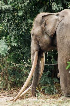 Asian Elephant Male with long tusks