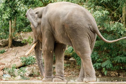 Male Asian elephants with tusks on their backs are chained in a zoo.