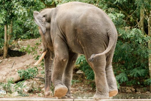 Male Asian elephants with tusks on their backs are chained in a zoo.