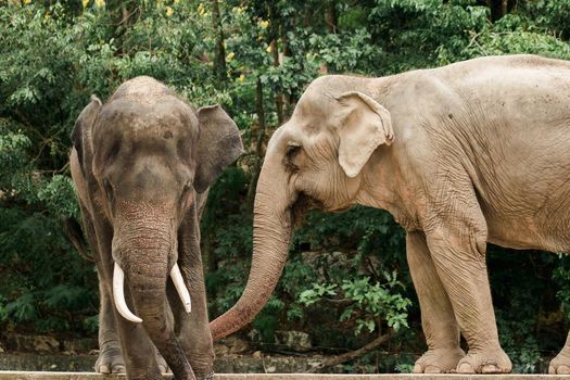 Asian Elephant Males and females tease each other in a zoo.