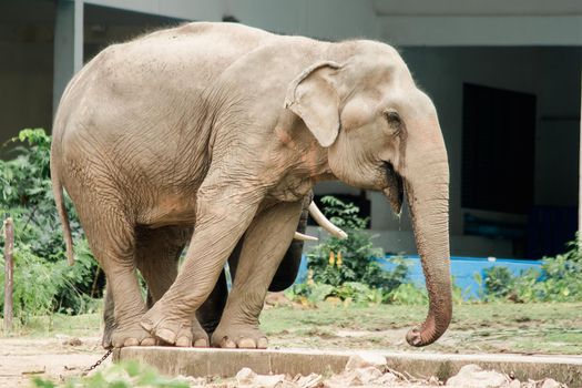 Asian elephan is the largest land animal in Asia.
