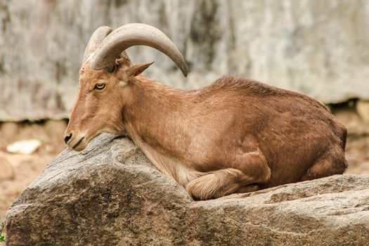 Barbary Sheep standing on a rock.