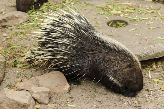 Malayan Porcupine walks in the sand looking for food.
