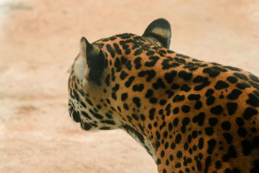Pattern on Jaguar tiger skin