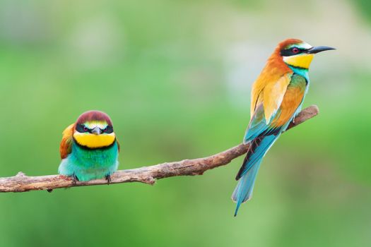 funny beautiful birds sit on a branch, wild nature