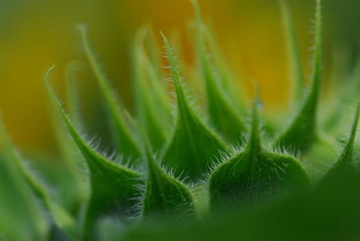 Green bud sunflower close up