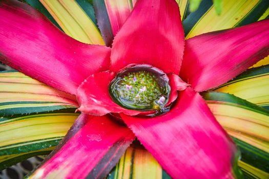 Colorful pink bromeliad plant collecting water in center