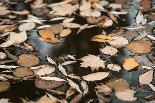Autumn Leaves in Dark Rainwater. Cloudy Autumn Day Full of Depression, Melancholy , Sadness ,Blues and Sorrow. Close-up