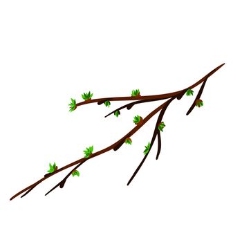 A spring twig with budding leaves.
