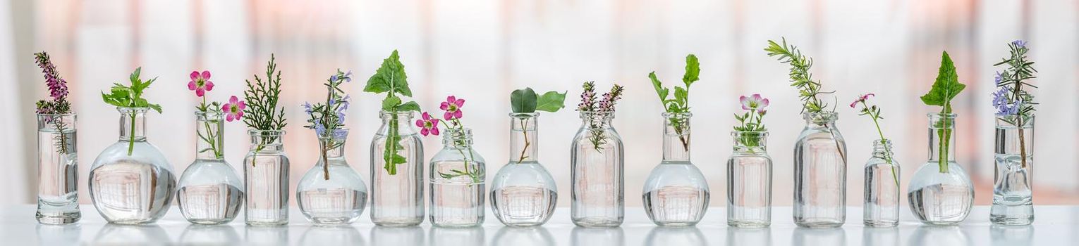 Scientific experiments on medicinal plants
