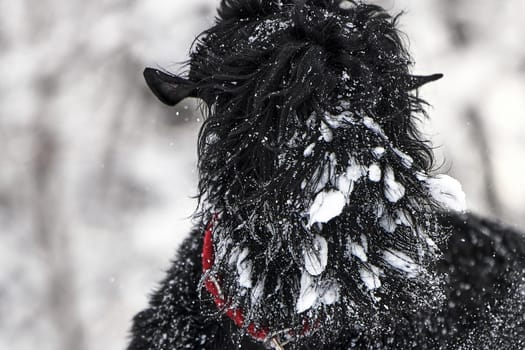 Happy black long-haired dog in the snow. The big dog is glad of the snow. A black dog in the snow. Russian black terrier walking in a snowy park. What happens if you walk your dog in winter