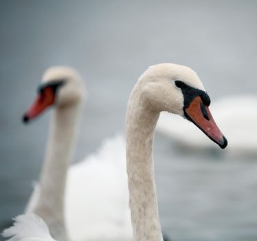Portrait of beautiful Swan - Cygnus olor. Swans gather for wintering on the pond