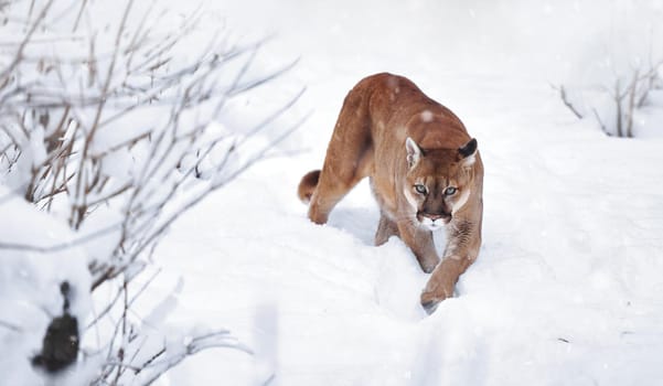 Puma in the winter woods, Mountain Lion look. Mountain lion hunts in a snowy forest. Wild cat on snow. Eyes of a predator stalking prey. Portrait of a big cat