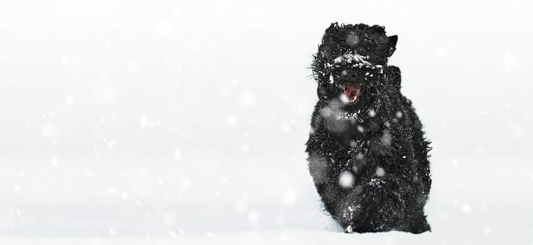 Happy black long-haired dog in the snow. Big dog is glad of the snow. A black dog in the snow. Russian black terrier walking in a snowy park. What happens if you walk your dog in winter