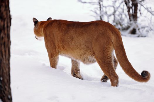 Puma in the winter woods, Mountain Lion look. Mountain lion hunts in a snowy forest. Wild cat on snow. Eyes of a predator stalking prey. Portrait of a big cat