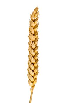 wheat ear isolated
