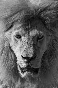 Portrait of a Beautiful lion