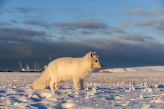 Arctic fox in winter time in Siberian tundra 