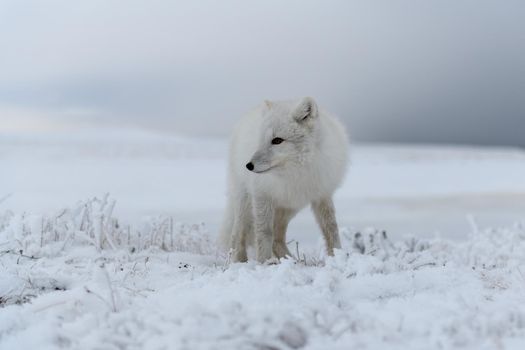 Arctic fox in winter time in Siberian tundra 