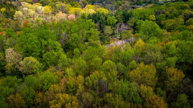 Aerial View of Springtime Trees With a Single Old Railroad Track Going Thru It