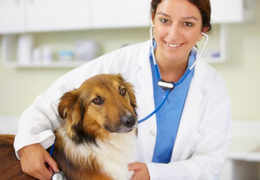Shot of a young female veterinarian examining a dog in her office.
