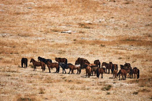 Mongolian horse in Mongolian steppe. Symbol of nomadic life.