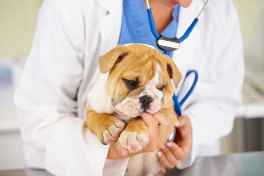 Shot of a vet cradling a bulldog puppy over an examination table.