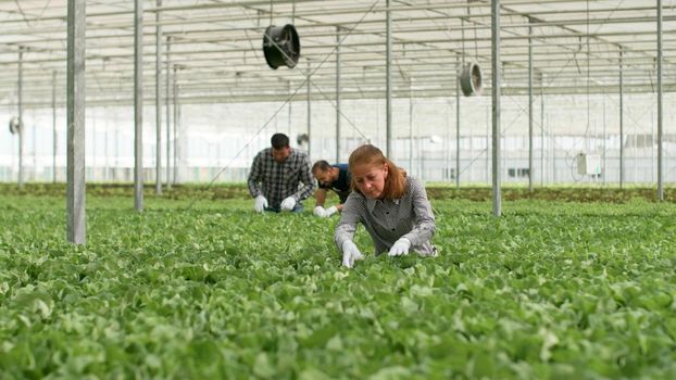 Farming team checking cultivated organic salads