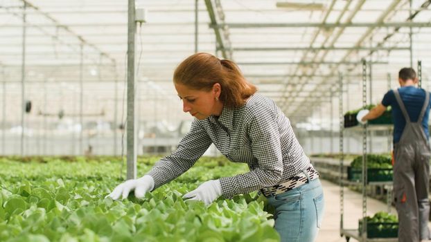 Agronomist businesswoman analyzing cultivated fresh salads