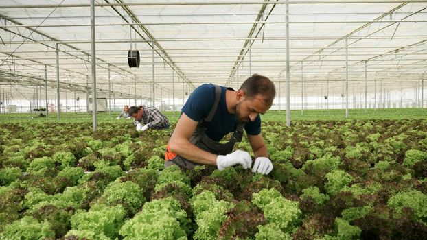 Farmer man analyzing organic fresh salad