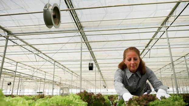Woman farmer harvesting organic cultivated salad