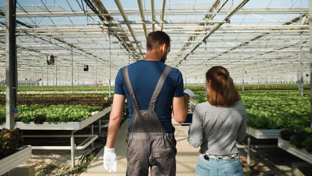 Rancher man carrying box with organic salad discussing with agronomist woman