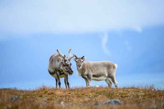  Reindeer mother with cub