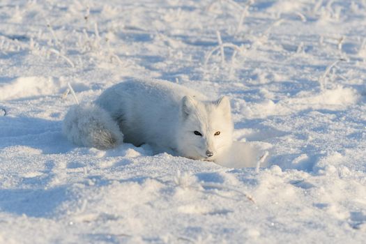Wild arctic fox lying in tundra in winter time. Funny arctic fox playing. 
