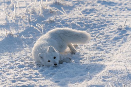 Wild arctic fox lying in tundra in winter time. Funny arctic fox playing. 