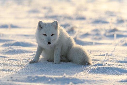 Arctic fox (Vulpes Lagopus) in wilde tundra. Arctic fox sitting.