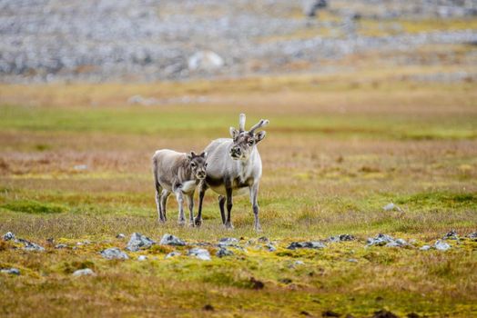 Reindeer mother with cub