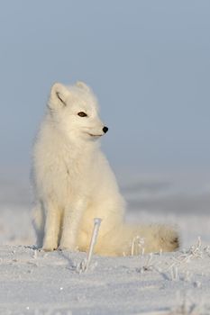 Wild arctic fox (Vulpes Lagopus) in tundra in winter time. White arctic fox sitting.