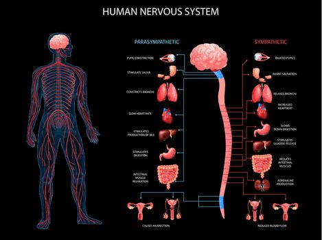 Human Nervous System Background