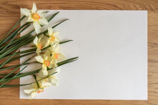 Bouquet of yellow narcissus or daffodil on a white background. Flat lay, copy space for text
