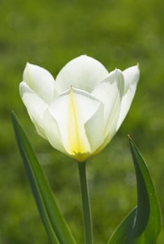Tulips - springtime beauties. Tulips in springtime.