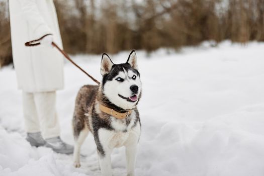woman with a purebred dog winter landscape walk friendship Lifestyle. High quality photo