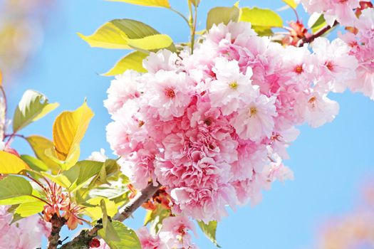 Beautiful branch of blossoming tree in spring.