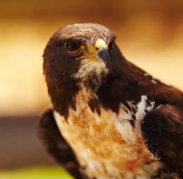 Predator of the skies - Hawk. Closeup portrait of a majestic bird of prey.