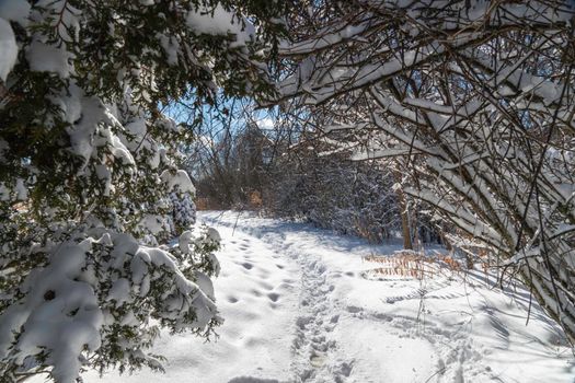 Winter paths in the forest park