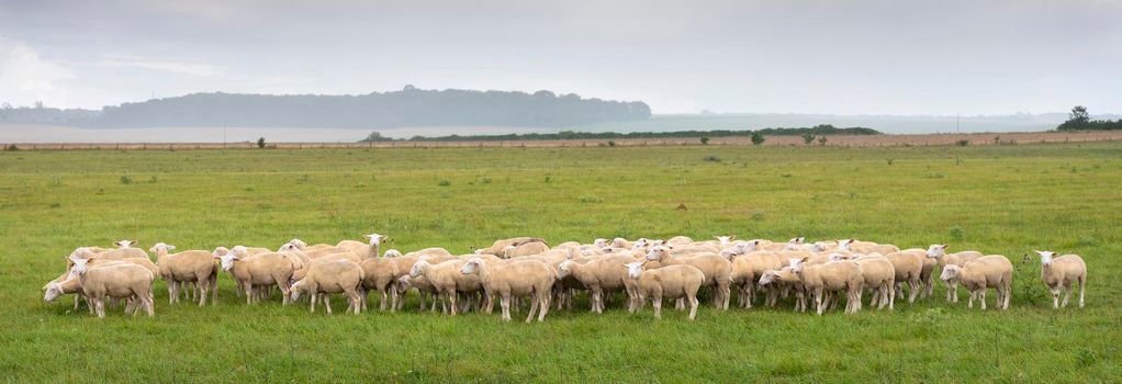 flock of sheep stick close together in green grassy meadow on french countryside