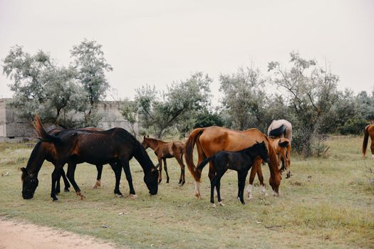herd of horses graze on the farm