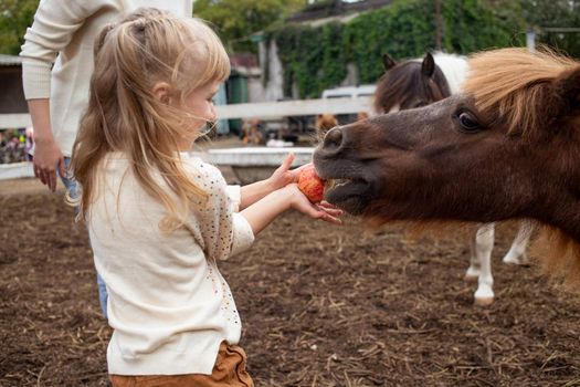 little girl feeding pony horse with apple in equestrian club